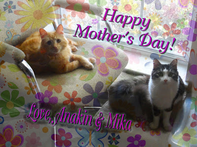 Anakin The Two Legged Cat & Mika, Happy Mother's Day 2013