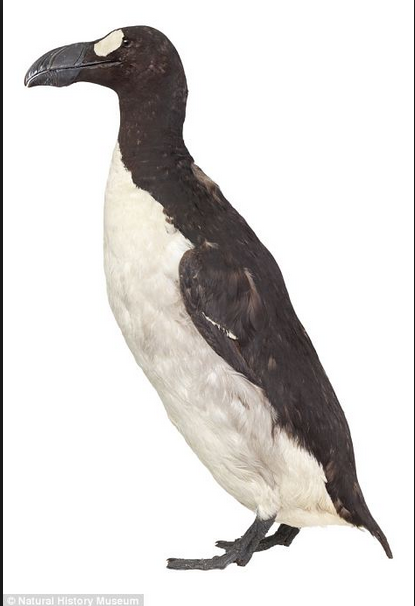 Birding In The Garden