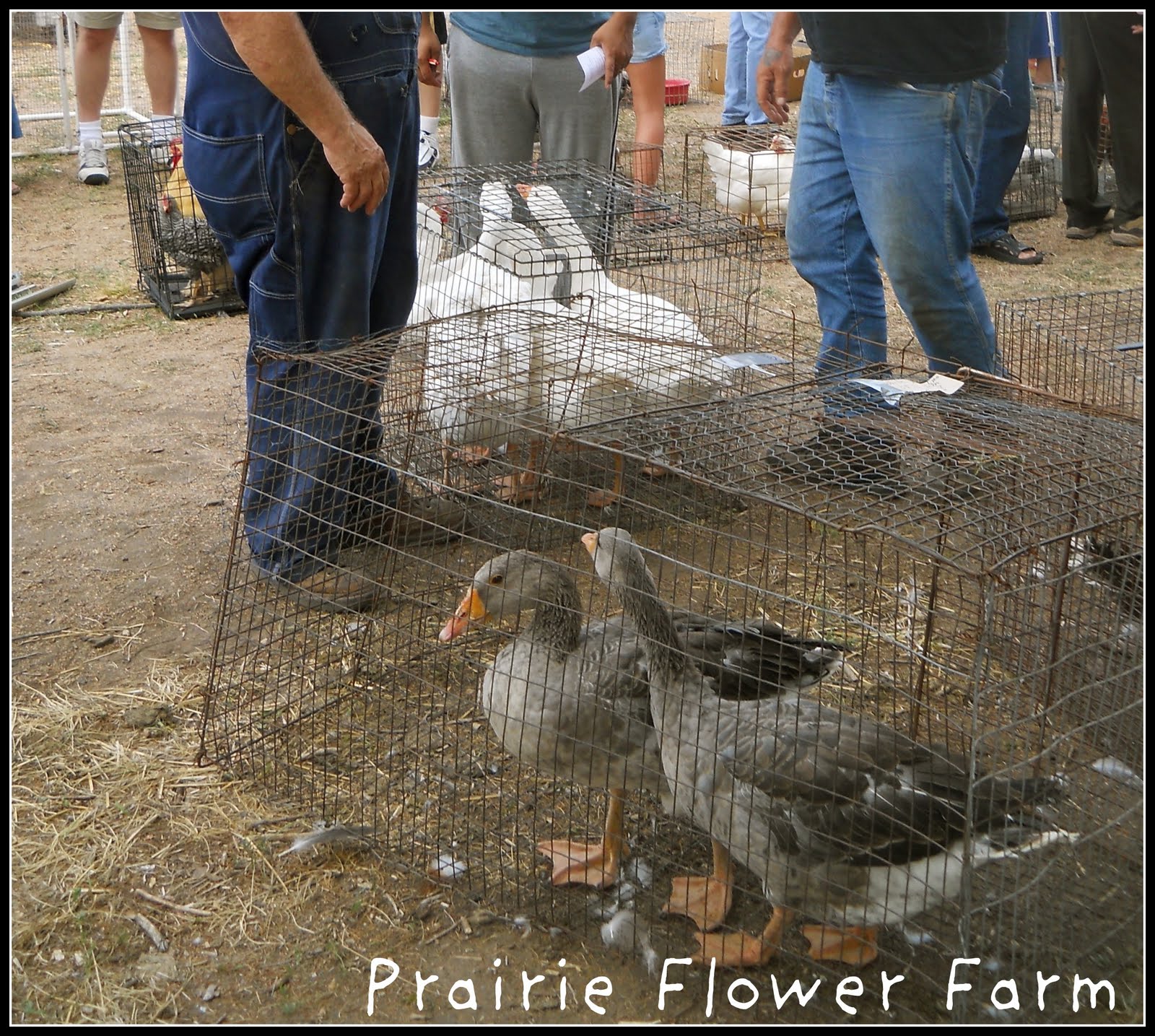 Prairie Flower Farm Yoder Chicken Auction....so much fun!