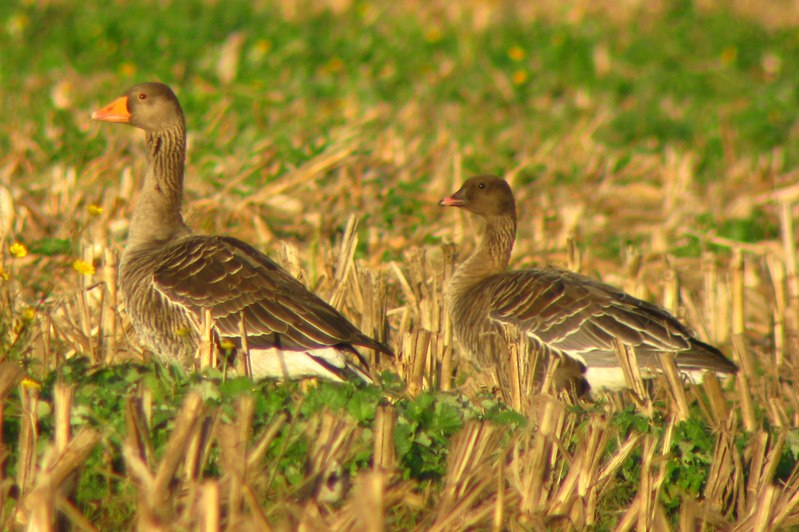 Raridades registos recentes Gansodebicocurto em Valença