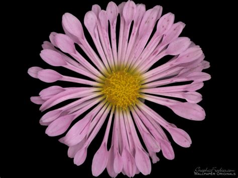 The Power of Flowers The Power of Flowers