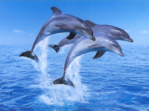 foto lumba-lumba - gambar hewan