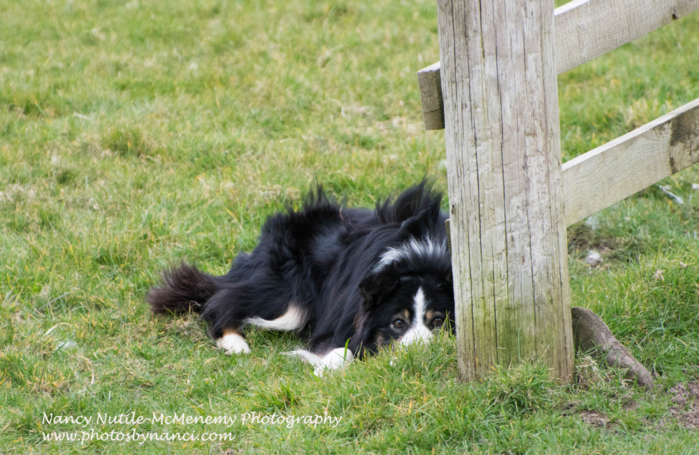 Dog Training Killarney Dog Training Killarney