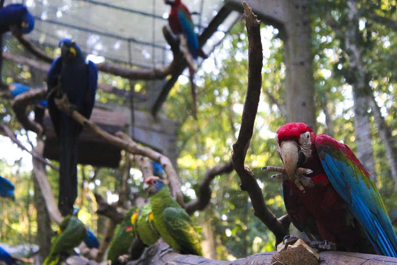 02022015-parque-das-avesParque das Aves. Foto: Mylene Vijette