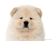 . Dog Wallpapers Backgrounds on this Dogs Wallpapers Backgrounds website (dog wallpaper )