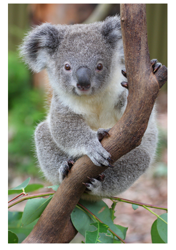 Ciri Ciri Hewan September 2016