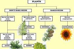 lesson plan of plants flowering non flowering plants effective