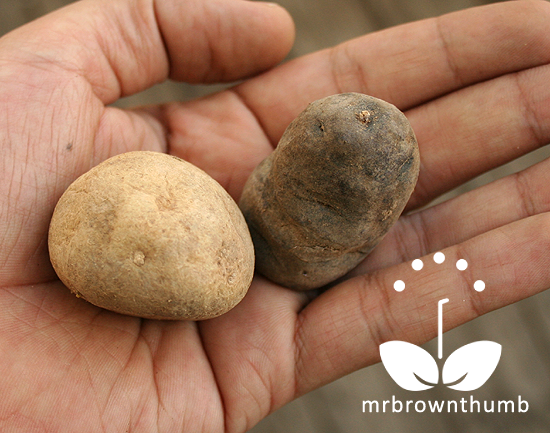 Chitting Seed Potatoes Before Planting Mrbrownthumb Seed Potato Planting And Sprouting