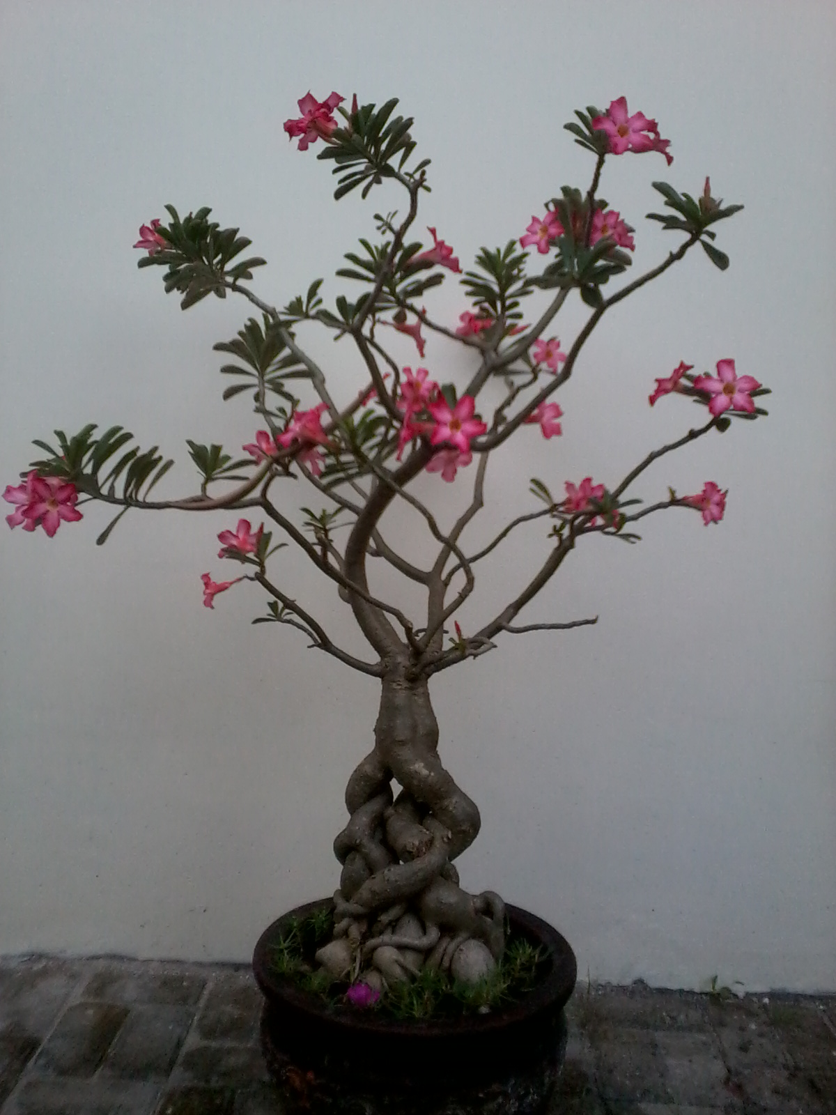 Aneka Gambar  Cantik Bunga  Kamboja  Yang Menakjubkan dan 