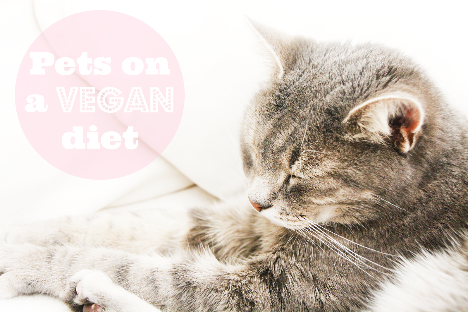 Pet Advice The Little Blog Of Vegan