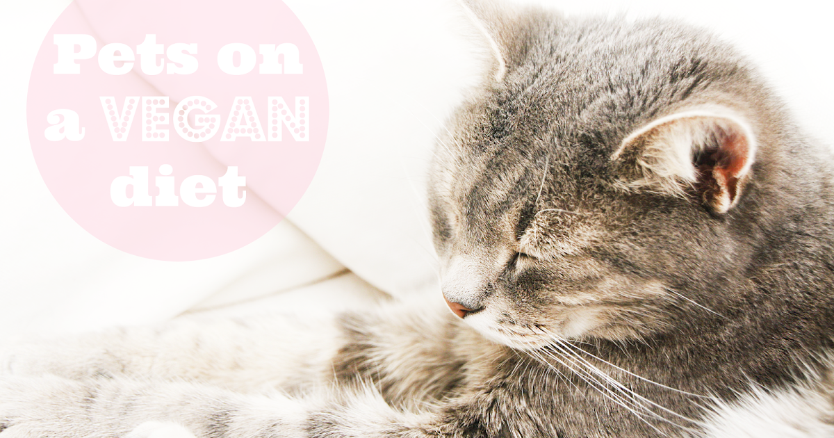 Pet Advice The Little Blog Of Vegan