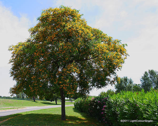 Light Colour Shade: Flowering Trees. Yellow Acacia (Robinia pseudoacacia)