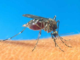 मलेरिया, मलेरिया का इलाज, मलेरिया की दवा, मलेरिया होने पर क्या करे, मलेरिया ट्रीटमेंट, मलेरिया में क्या खाये, मलेरिया से बचाव, मलेरिया का आयुर्वेदिक उपचार, मलेरिया दिवस