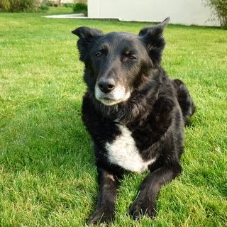 Tess, faithful boat dog 1995-2013