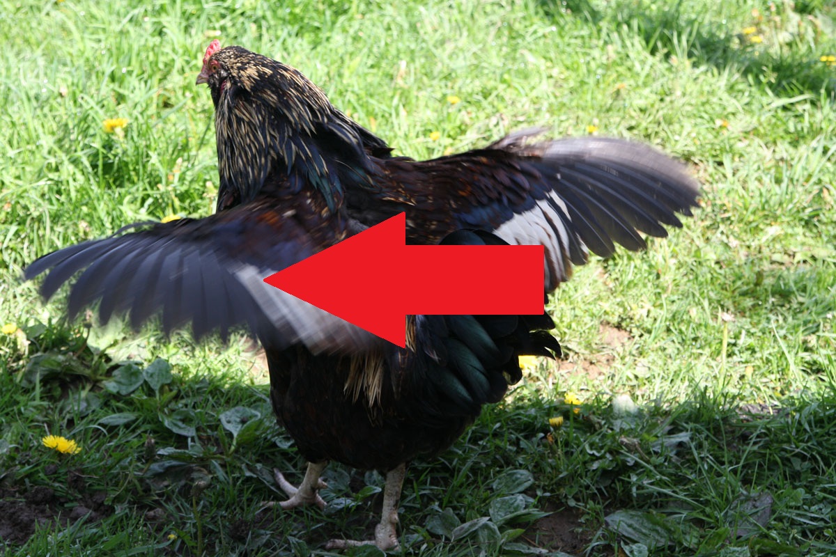 History and Social Influence of the Chicken Wing History of the