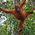 3D2N Orangutan Tour in Tanjung Puting National Park