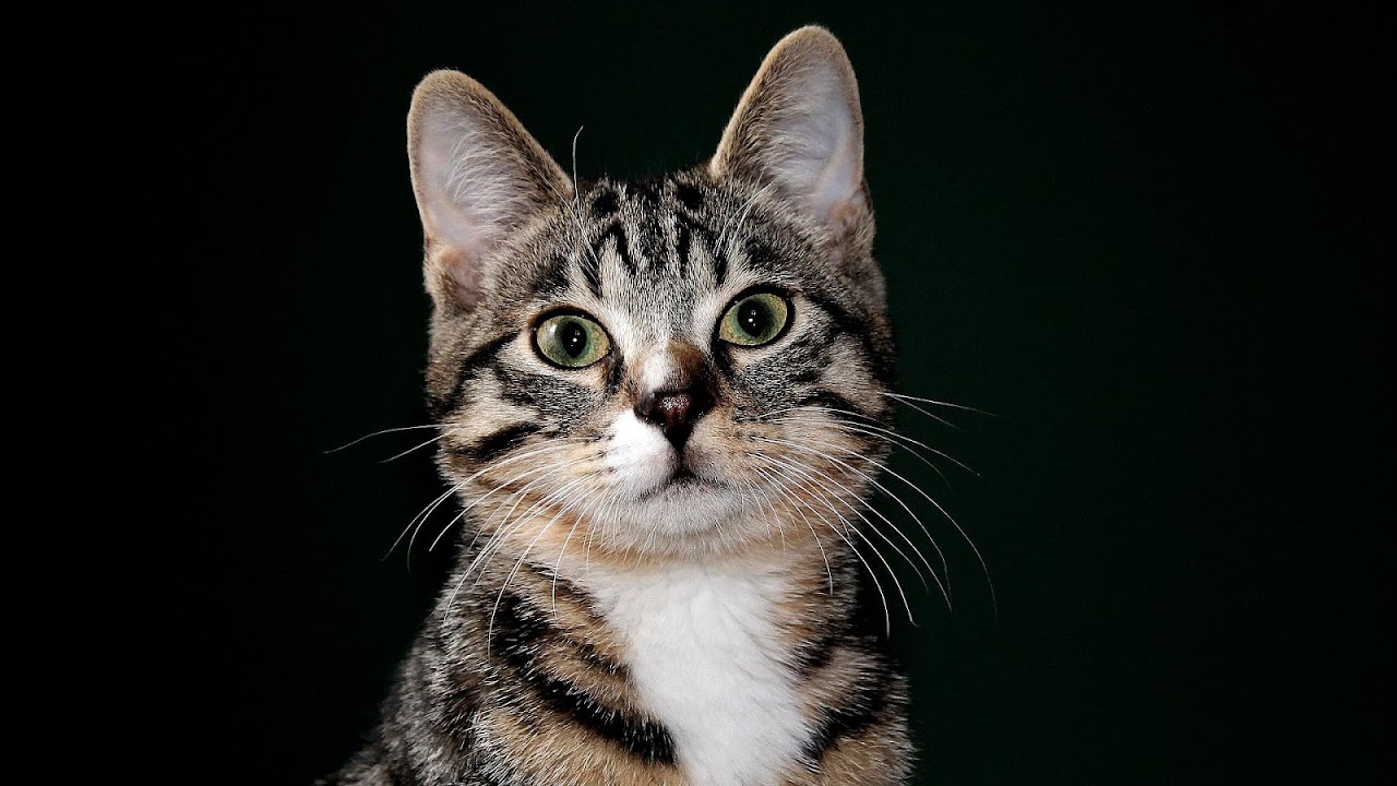 Spayed Female Cat Spraying Cat Choices