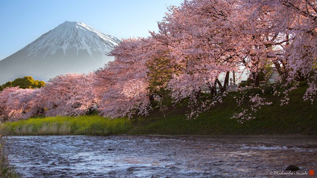 Sakura bloom yang sangat cantik memukau di sekitar Jepun _ Hidenobu Suzuki _ 05 Sakura bloom yang sangat cantik memukau di sekitar Jepun _ Hidenobu Suzuki _ 05