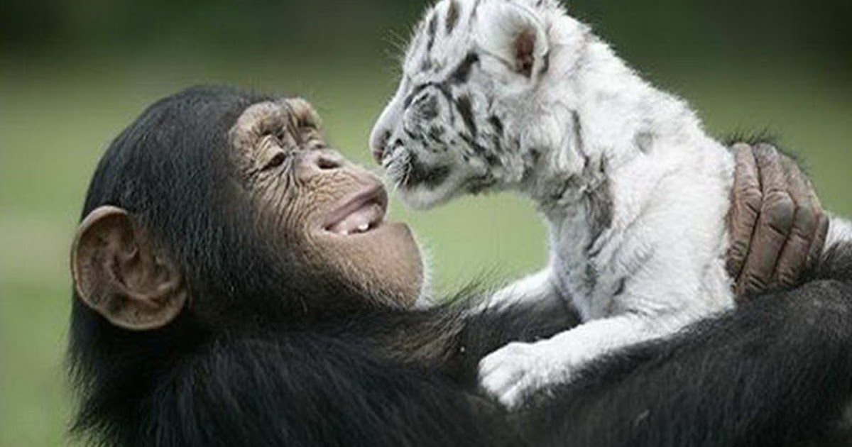 Que aprendemos de los animales