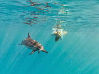 http://www.tropicallight.com/water/dolphins/11nov14dolphins/11nov14dolphins.html
