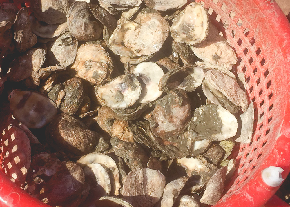 Oyster Gardening 2017 Meet the Oysters! Mermaid City Kids Norfolk, VA