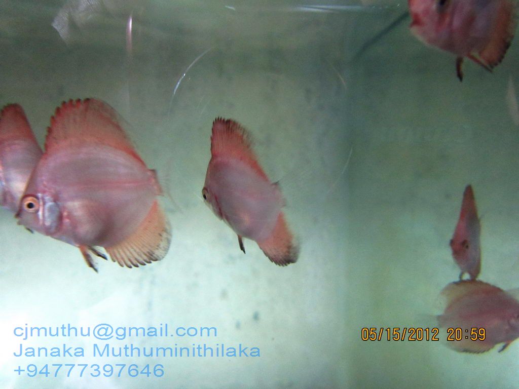 Discus Fish Breeder Sri Lanka Red Discus babys