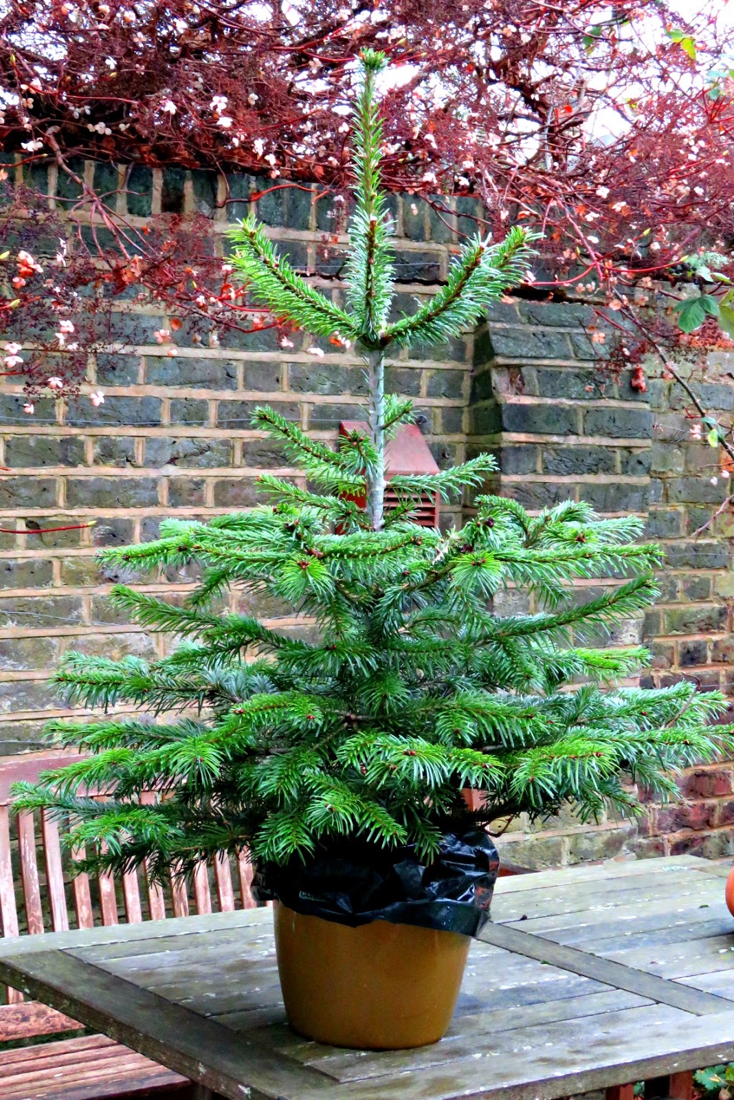 just saying Christmas trees plastic or real, cut or growing ?