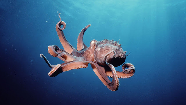 Red octopus swimming underwater