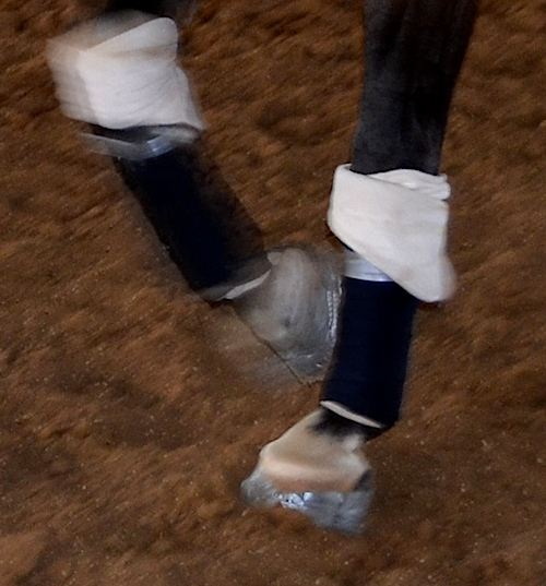 Fran Jurga`s Hoofcare + Lameness Lost Shoes Solution Shoe Secure