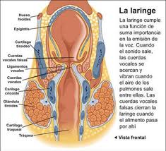 GLOTIS, descubre tu voz. VAYAMOS POR PARTES (segunda parte)