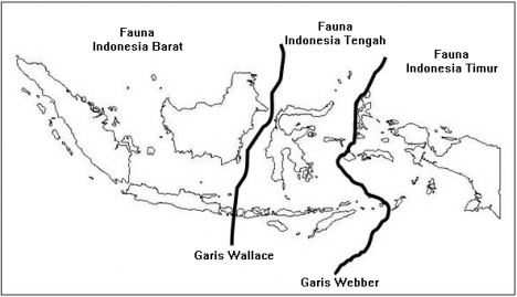 Info Terpopuler Garis Wallace Memisahkan Fauna Indonesia Bagian, Contoh Hewan