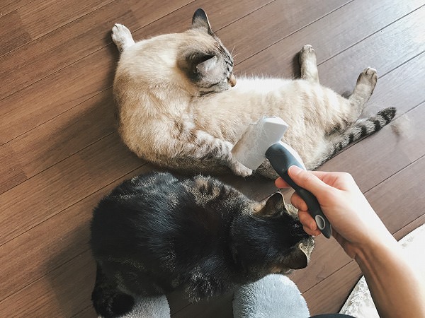 お腹を舐めているシャムトラ猫と、ニンゲンの足元にスタンバイしているキジトラ猫