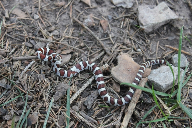 westeen milksnake westeen milksnake