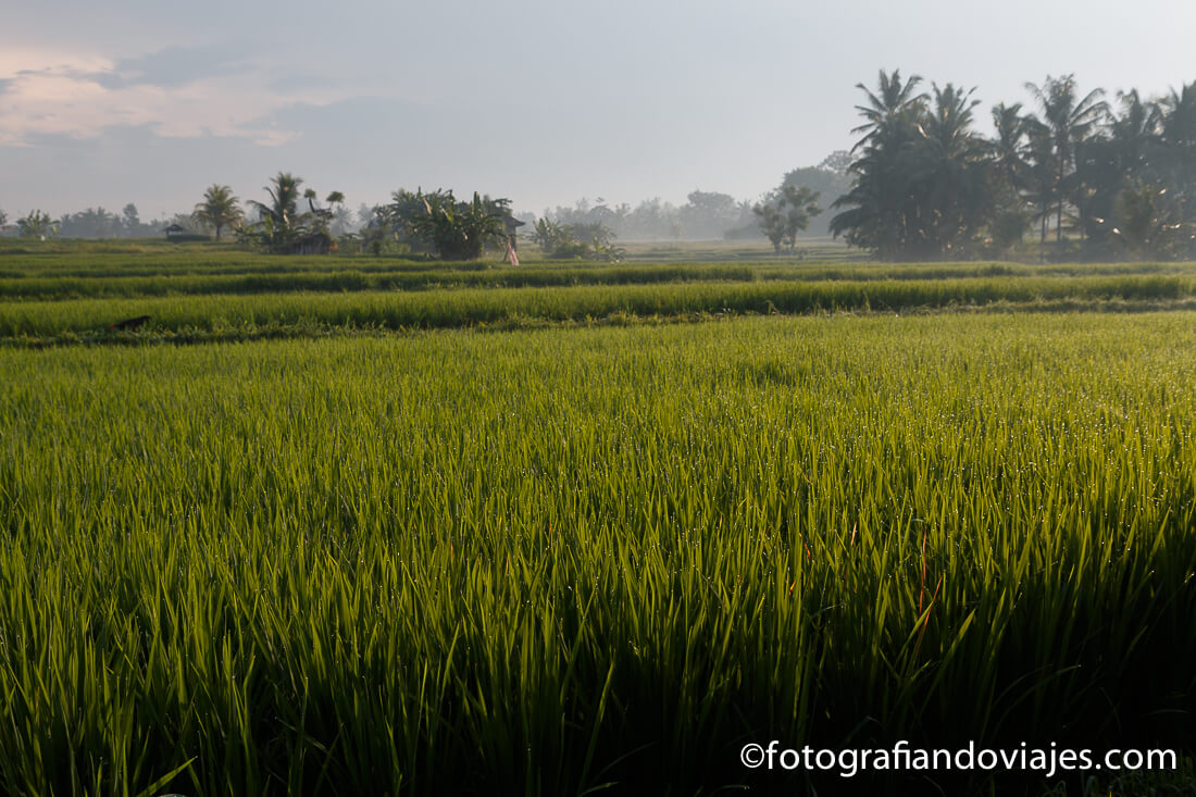 Bali Arrozales en las afueras de Ubud