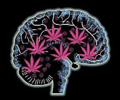 afectaciones de la cannabis en el cerebro