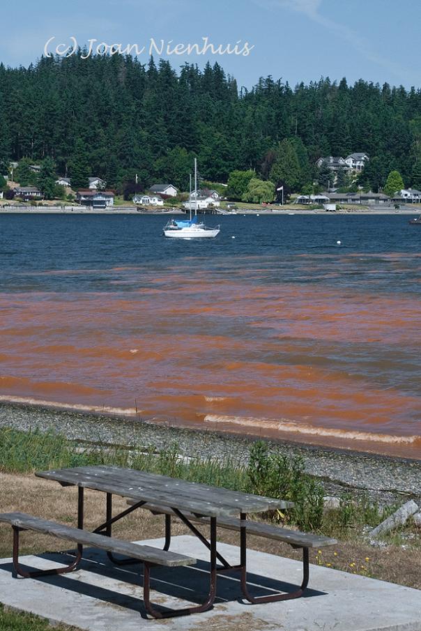 Pacific Northwest Photography Red Tide, Freeland, Whidbey Island
