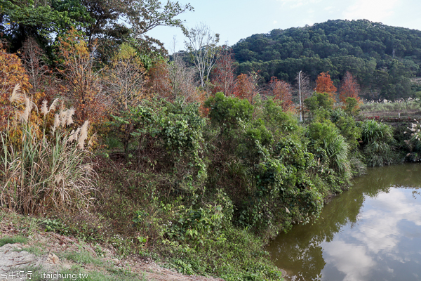 宴山林鴛鴦湖|台中北屯大坑落羽松秘境,上百棵落羽松圍繞湖畔 宴山林鴛鴦湖|台中北屯大坑落羽松秘境,上百棵落羽松圍繞湖畔
