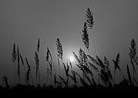 photos%2Bbl%25C3%25A9.jpg