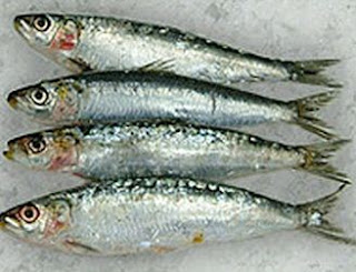 سمك السردين