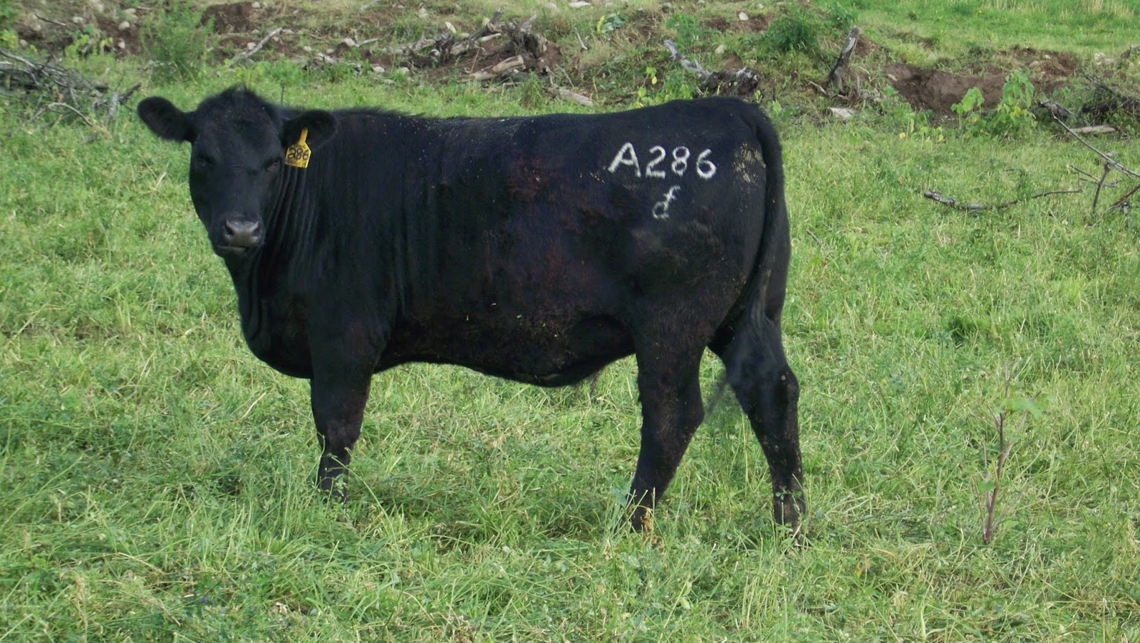 Dawson Angus Farms July 2014