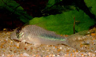 Jenis Ikan Corydoras amapaensis