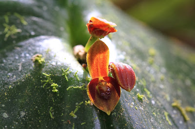 Pleurothallis Orchid at Machu Picchu