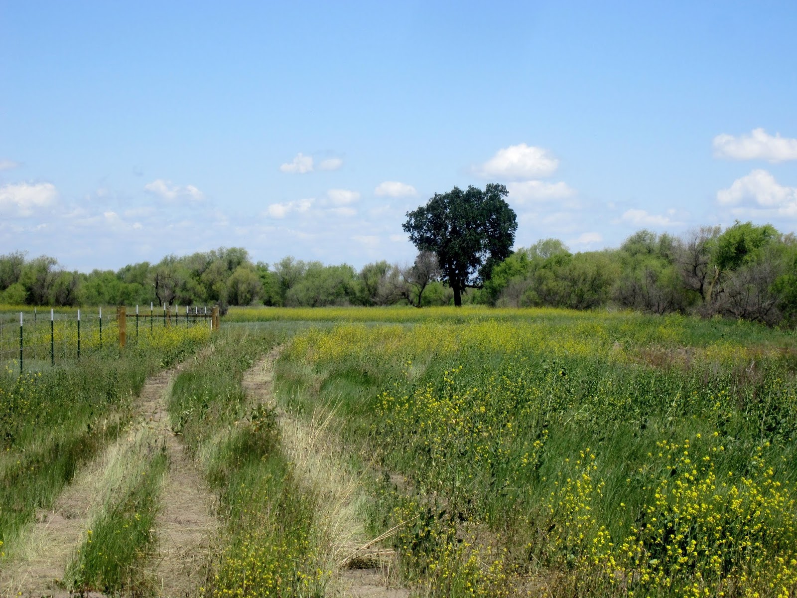 Exploring Remnants of the Great Central Valley's Grasslands & Wetlands