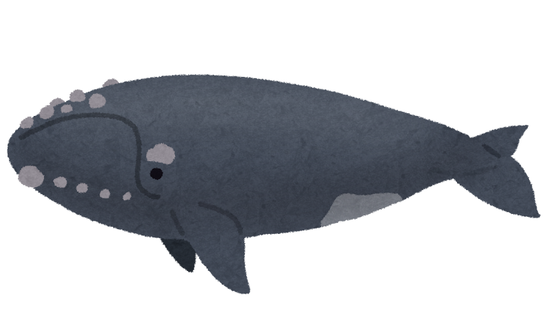 セミクジラのイラスト 鯨 かわいいフリー素材集 いらすとや