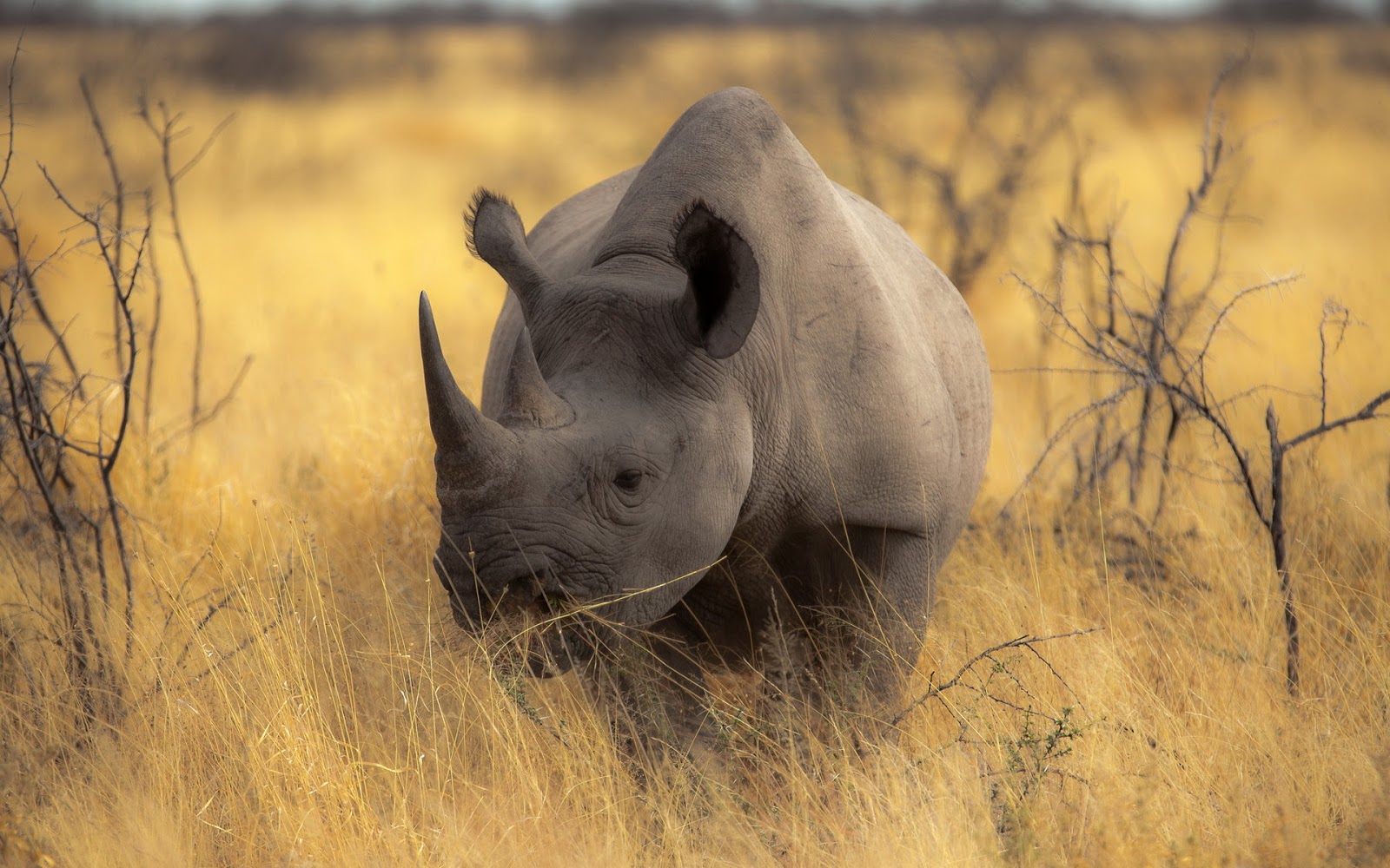 Rhino - HD Wallpapers | Earth Blog