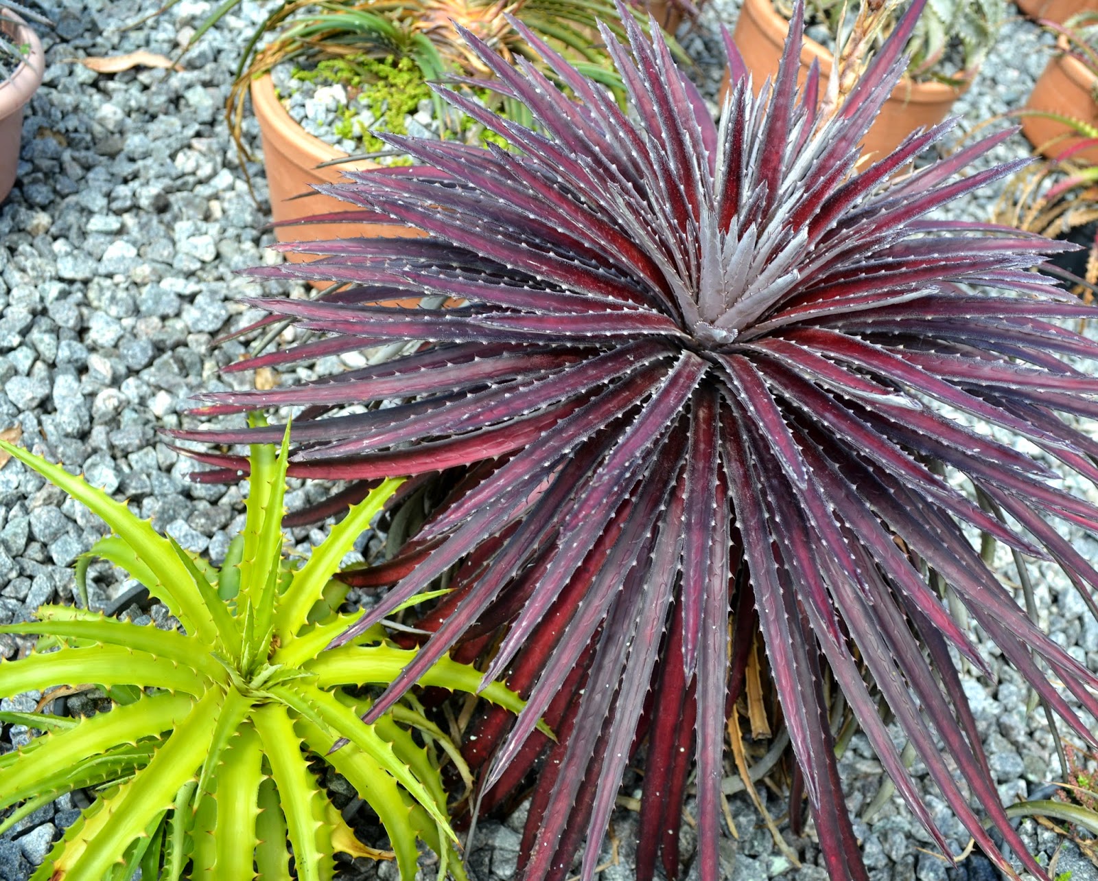 Dyckia delicata (rubra form)