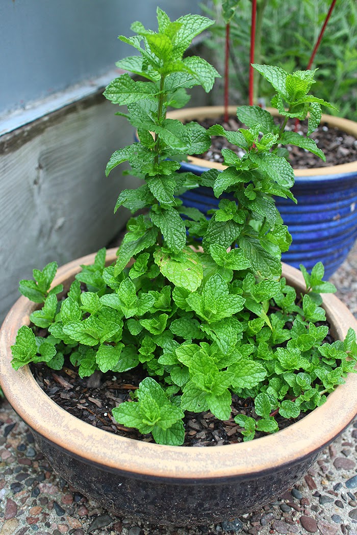 Grow mint, but grow it carefully. (The Impatient Gardener)
