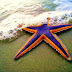 Star Fish HD Wallpaper Desktop 