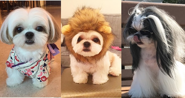 10 fotos de shih tzu que vão alegrar o seu dia