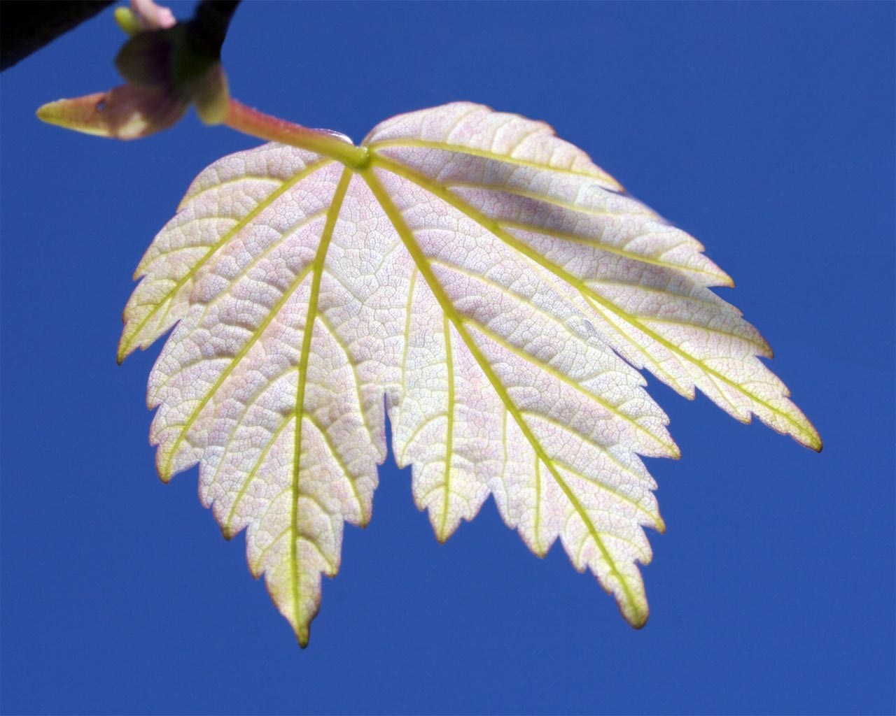 природная цветовая палитра лист бумага. Ecru 6. Leave 6. Leave 6. лист deco.